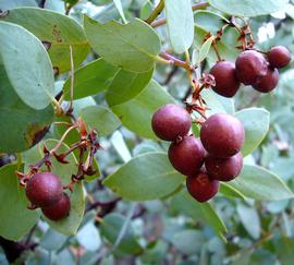   Fruits:   Arctostaphylos manzanita ; Photo by Z. Akulova, calphotos.berkeley.edu
